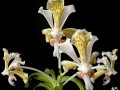 5-Vanda-Tri-Color