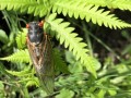 50-Locust-on-fern