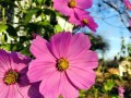 51-Cosmos
