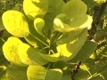 52-Gold-Spirit-Smoke-Tree
