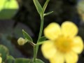 53-Lesser-Spearwort