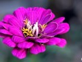 54-Purple-Zinnia