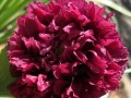 56-Maroon-Peony