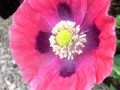 57-Red-Poppy