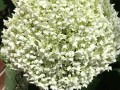 58-White-Hydrangea