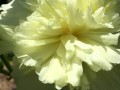 59-White-Peony
