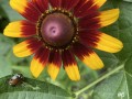 6-Black-Eyed-Susan-bee