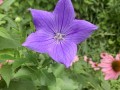 60-Balloon-Flower