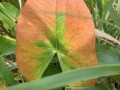 61-Arrowhead-Plant-Volo-Bog