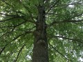 62-Oak-Tree-Volo-Bog