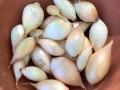 64-Onions