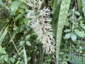 65-Blooming-Sansevieria