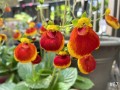 67-Calceolaria-Ladys-Purse-Plant