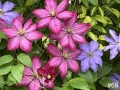 68-Clematis