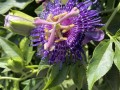 69-Passion-Flower-Austin-TX
