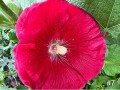 7-Hollyhock
