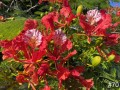70-Poinciana-Flamboyant