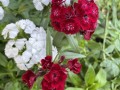 71-Sweet-William