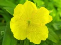 72-Evening-Primrose