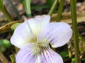 75-Ponderosa-violet