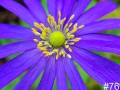 76-Anemone