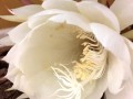 8-Night-Blooming-Cereus