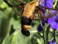 1-Clearwing-Moth