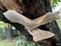 10-Artists-Bracket-Fungi