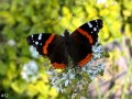 12-Red-Admiral-on-Garlic