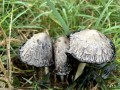 13-Shaggy-Mane-Mushrooms