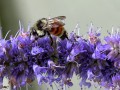 14-Tricolored-Bumblebee-Anise-Hysop