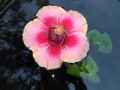 15-Hibiscus-in-Water