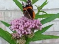 17-Milkweed-Red-Admiral