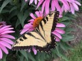 2-Eastern-Tiger-Swallowtail