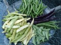 20-Beans