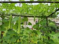 21-Bottle-Gourd