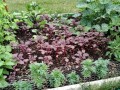 22-Garden-Bed