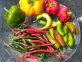 24-Peppers
