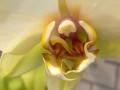 26-Interesting-Orchid-1