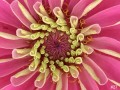 27-Pink-Zinnia