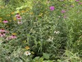 28-Woodland-Natives