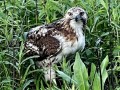 3-Red-tailed-Hawk