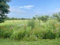 31-Restored-Prairie