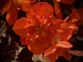 32-Begonia
