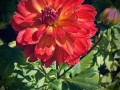 33-Orange-Zinnia
