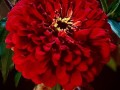 34-Red-Zinnia