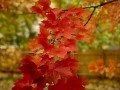 35-Sugar-Maple-Leaves