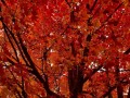 36-Sugar-Maple-Tree