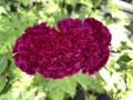38-Cockscomb