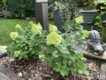 39-Hydrangea
